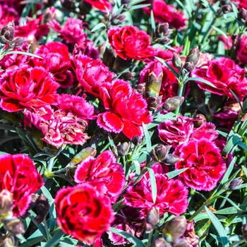 Dianthus 'Burgundy' 