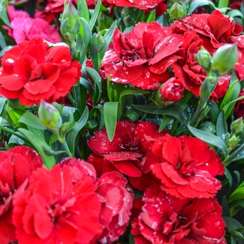 Dianthus caryophyllus Oscar® 'Dark Red'