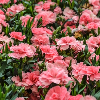 Dianthus caryophyllus Oscar® 'Pink'