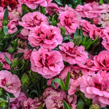 Dianthus caryophyllus Oscar® 'Pink + Purple'