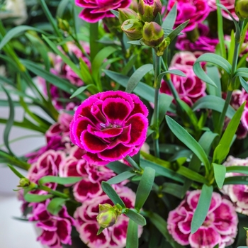 Dianthus caryophyllus SuperTrouper™ 'Lilac + Purple'