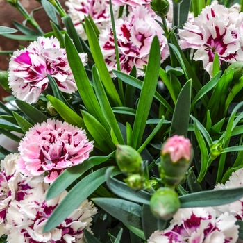 Dianthus caryophyllus SuperTrouper™ 'Velvet + White'