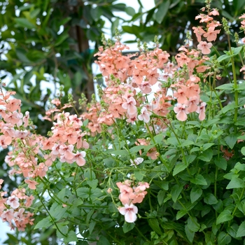 Diascia 'Aurora Apricot'