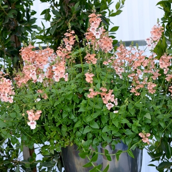 Diascia 'Aurora Apricot' 