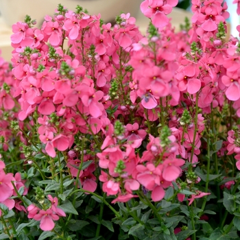 Diascia 'Aurora Dark Pink'