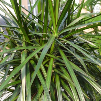 Dracaena marginata 'Rainbow' 