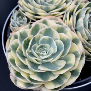 Echeveria secunda 'Compton Carousel'