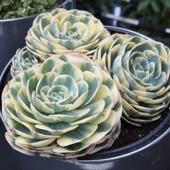 Echeveria secunda 'Compton Carousel' 