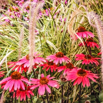 Echinacea purpurea Big Sky™ 'Solar Flare'