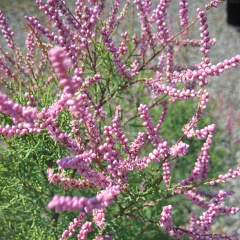 Tamarix ramosissima 'Pink Cascade' 