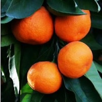 Citrus unshiu
