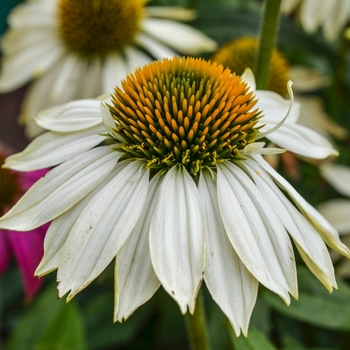 Echinacea purpurea 'PowWow White' (069159)