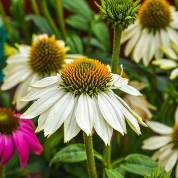 Echinacea purpurea 'PowWow White' (069160)