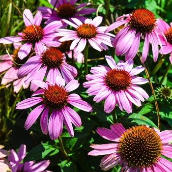 Echinacea purpurea 'Magnus' 