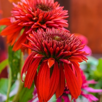 Echinacea Double Scoop™ 'Raspberry'