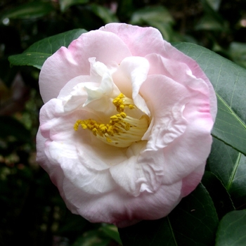 Camellia japonica 'Dr. Tinsley' 