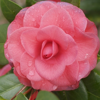Camellia japonica 'Mathotiana rubra' 