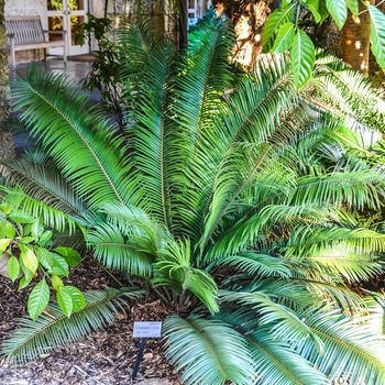 Encephalartos cerinus