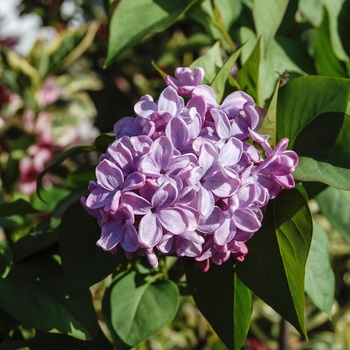 Syringa x hyacinthiflora 'Esther Staley' 