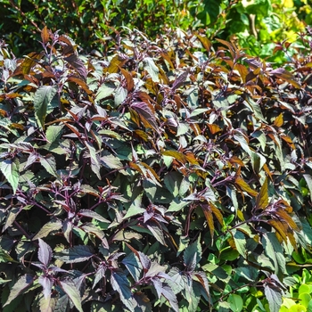 Eupatorium rugosum 'Chocolate' 