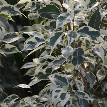 Ficus benjamina 'Starlight'