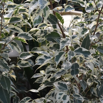 Ficus benjamina 'Starlight' 