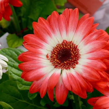 Gerbera jamesonii 'Floriline® 'Eye Catcher Red'' 