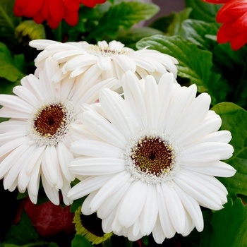 Gerbera jamesonii 'Floriline® 'White Black Center'' 