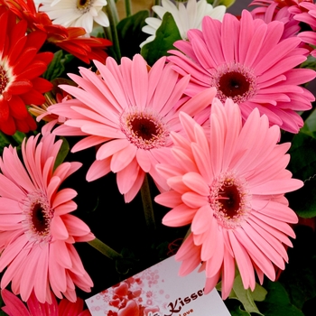 Gerbera jamesonii 'Floriline® 'Light Pink Black Center''