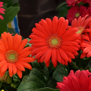 Gerbera jamesonii 'Floriline® 'Red Explosion'' 