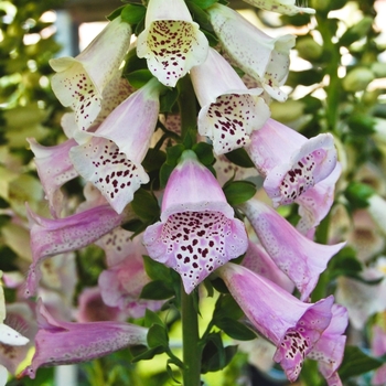 Digitalis purpurea 'Lavender' 