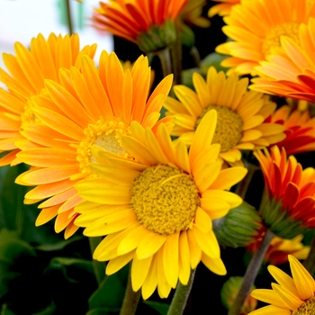 Gerbera 'Garhoney Imp' PP26757