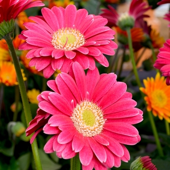 Gerbera 'Sweet Sixteen' 