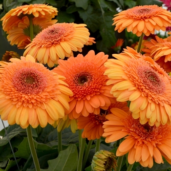 Gerbera jamesonii 'Rocky Mountain'