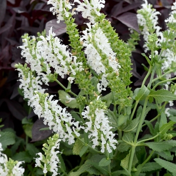 Salvia nemorosa 'Swifty™ White' 