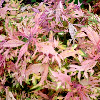 Coleus Under The Sea™ 'Hermit Crab'