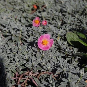 Helianthemum nummularium 'Wisley Pink'