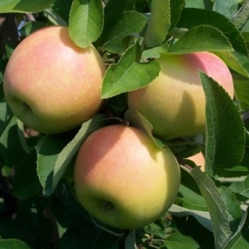 Malus domestica 'Candy Crisp' 