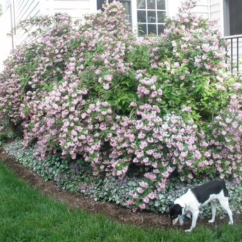 Deutzia 'Pink-A-Boo®' Monzia