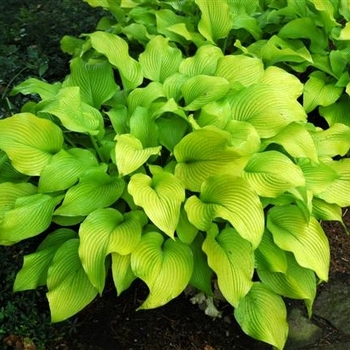 Hosta 'Daybreak' 