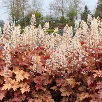 Heucherella 'Honey Rose'