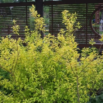 Forsythia x intermedia 'Gold Leaf' 