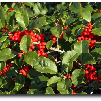 Ilex 'Conive' 