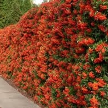 Pyracantha coccinea