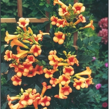 Campsis x tagliabuana 'Kudian' PP13139