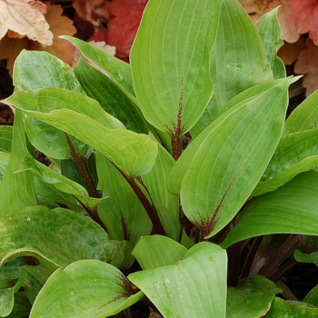 Hosta 'Purple Heart' PP22725