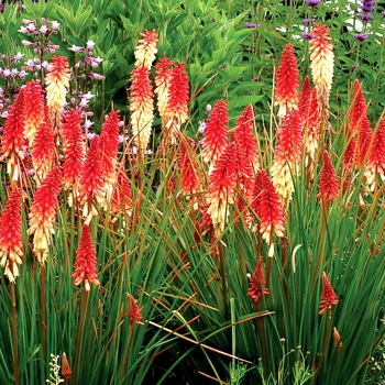 Kniphofia 'Orange Vanilla' PP24292