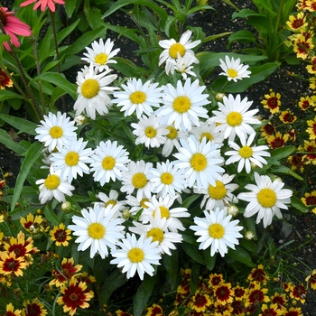 Leucanthemum x superbum 'Snowbound' PP25029