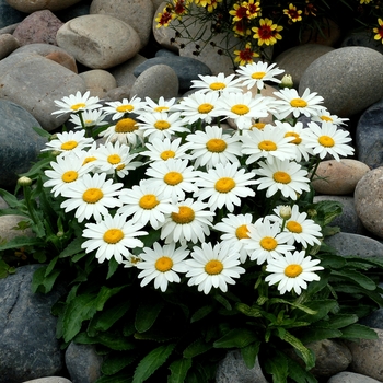 Leucanthemum x superbum 'Snowbound'