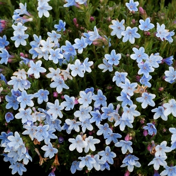 Lithodora diffusa 'Crystal Blue'